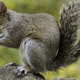 Image for article titled A Man's Love of Squirrel Meat Might Have Given Him a Horrifying, Fatal Brain Disease